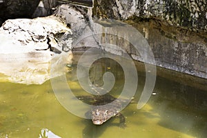 Crocodiles sleeping and resting and swimming in water pond and cage at public park in Bangkok, Thailand