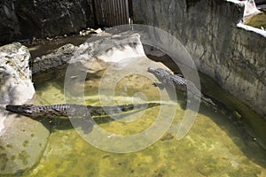 Crocodiles sleeping and resting and swimming in water pond and cage at public park in Bangkok, Thailand