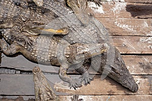 Crocodiles sleeping in the sun om wooden floor.