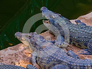 Crocodiles in Sriracha Tiger Zoo