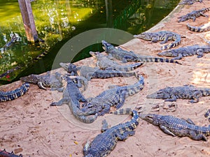 Crocodiles in Sriracha Tiger Zoo