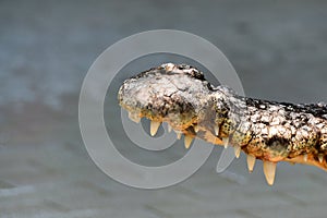 Crocodiles subfamily Crocodylinae or true crocodiles are large semiaquatic