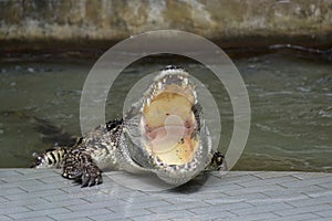 Crocodiles subfamily Crocodylinae or true crocodiles are large semiaquatic