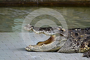 Crocodiles subfamily Crocodylinae or true crocodiles are large semiaquatic