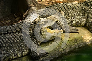 Crocodiles subfamily Crocodylinae or true crocodiles are large semiaquatic