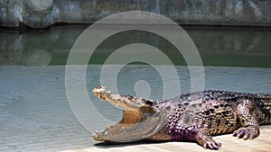 Crocodiles subfamily Crocodylinae or true crocodiles are large semiaquatic