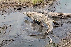 Crocodiles sun bathing in Yamoussoukro photo