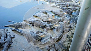 Crocodiles in the sun in the pond of the crocodile farm