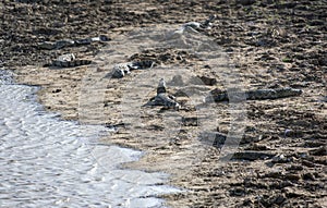 Crocodiles sunbathing within Yala National Park near Tissamaharama in Sri Lanka.