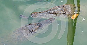 Crocodiles swimming in the pond