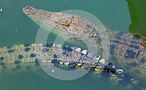 Crocodiles swimming in the pond