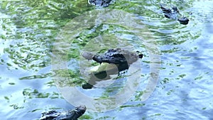 Crocodiles swimming in river water. Close up wild alligators swimming in pond.