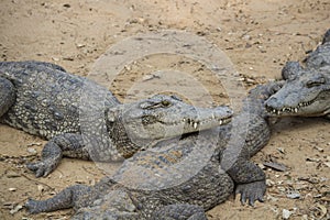 Crocodiles