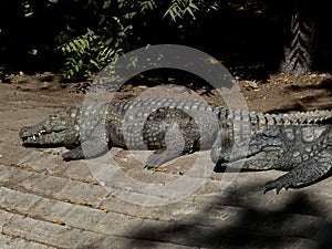 Crocodiles Taking Sunbath in a Zoo