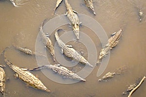 Crocodiles under the bridge, Costa Rica