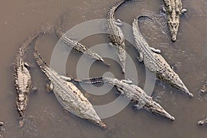 Crocodiles under the bridge, Costa Rica