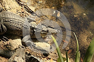 The Crocodiles at Vidanta Riviera Maya