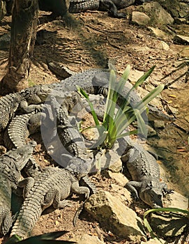 The Crocodiles at Vidanta Riviera Maya