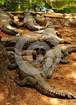 Crocodiles waiting for food