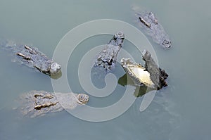 Crocodiles in water