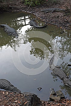 Crocodiles in the waters of a  mangroveâ€™s park