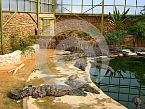 The crocodiles in winter pavilion on the farm on D photo