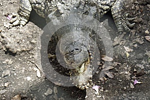 Crocodiles in zapata nationalpark