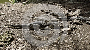 Crocodiles in zapata nationalpark