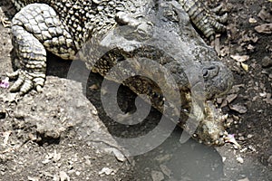 Crocodiles in zapata nationalpark