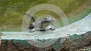 Crocodiles in zapata nationalpark