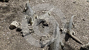 Crocodiles in zapata nationalpark