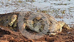 Crocodiles of Zimanga Park in South Africa