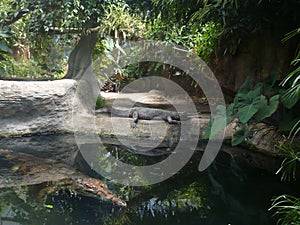 Crocodiles in zoo DvÅ¯r KrÃ¡lovÃ©