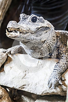 Crocodilia (Crocodylia) or Crocodile