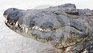 Crocodille