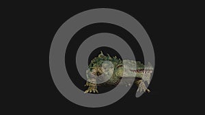 Crocodille Attack Seamless Loop, Alpha Channel