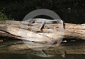 Crocodille in Khao Yai national park