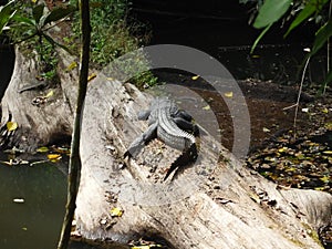 Crocodille in Khao Yai national park, Thailand
