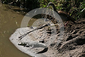 Crocodille - Serengeti Safari, Tanzania, Africa