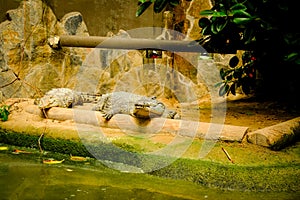 The Crocodille stand by waiting for food. Black aligator open his mouth during the relax time.