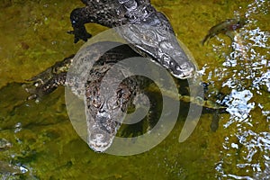 Crocodilus in water ,Caiman crocodilus small sized crocodilians ,Animal conservation and protecting ecosystems concept