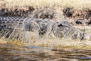 Crocodle in Botswana