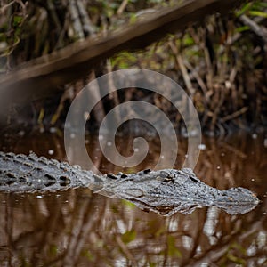 Crocodline Floats in Dark Tannin Water