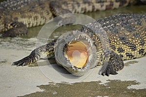 Crocody in tha zoon. photo