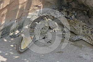Crocody in tha zoon. photo