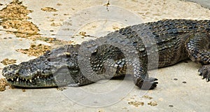 Crocodylidae or crocodile