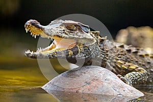 Crocodylus Acutus Low Angle