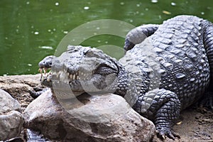 Crocodylus palustris