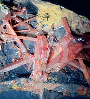 Crocoite crystals on matrix from Tasmania