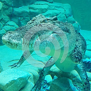 Crocosaurus Cove in Darwin, I wouldn& x27;t want to meet the croc that took his foot off